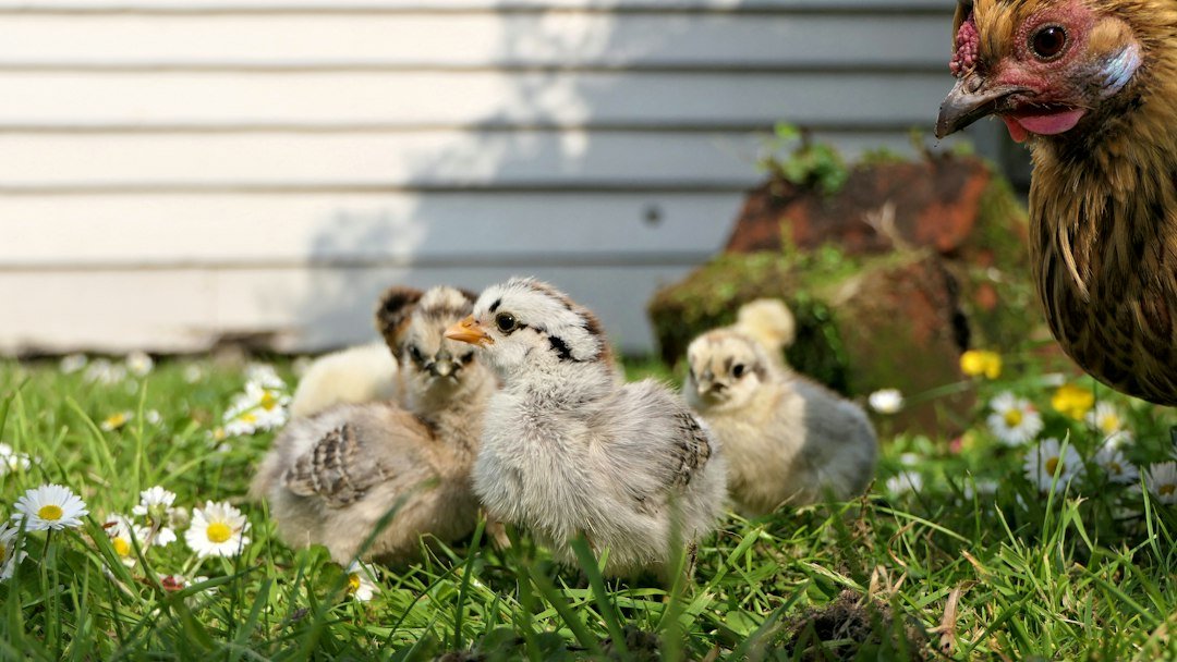 Hen and chicks on a poultry farm